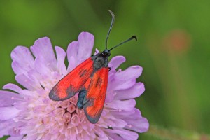 0175   Inor (55) 03-07-2012  .jpg