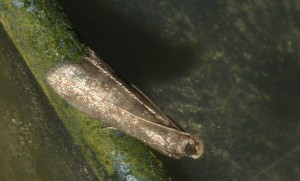 DSC04713.jpg