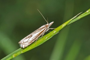 0176   Stenay (55) 06-06-2012  .jpg