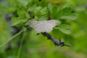 Scopula virgulata.jpg