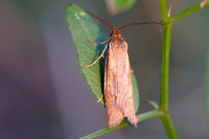 0179  Inor (55) 24-10-2013  .jpg