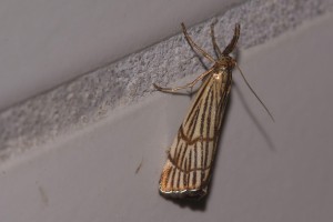 0180    Bourg-les-Valence (26)  25-06-2012  .jpg