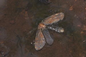 0181   Fresse-s-Moselle (88)  30-06-2012  .jpg