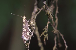 0182     Fresse-s-Moselle (88)  30-06-2012  .jpg