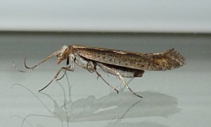 P1150546-redim800.JPG