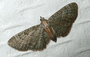 Geometridae - Eupithecia 1 - 30-06-2013-redim800.JPG