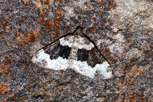 0186   Génicourt-s-Meuse (55)  09-06-2012  .jpg