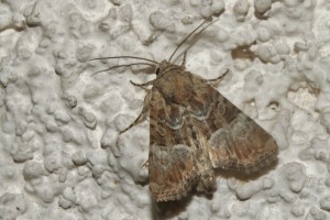 DSC04374.jpg