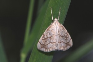 0189   Laneuville-s-Meuse (55)   31-07-2012  .jpg
