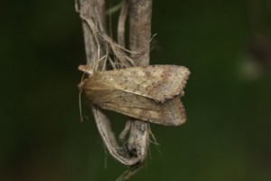 DSC04922.jpg