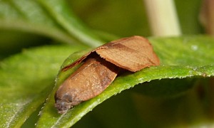 Tortricidae - Cacoecimorpha pronubana 1 - Pl - 17-08-2013-redim800.JPG