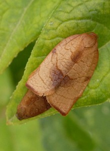 Tortricidae - Cacoecimorpha pronubana - Pl - 17-08-2013-redim800.JPG