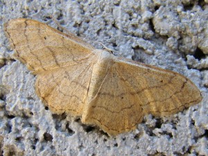 Idaea aversata (forme ab. Remutata).JPG