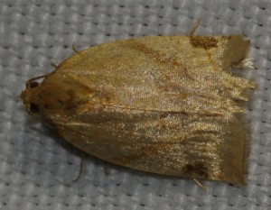 1982 Paramesia gnomana 2013.09.17 (2p).jpg