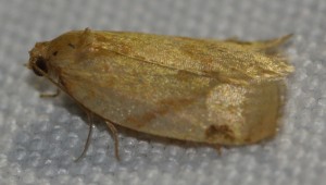 1982 Paramesia gnomana 2013.09.17 (5p).jpg