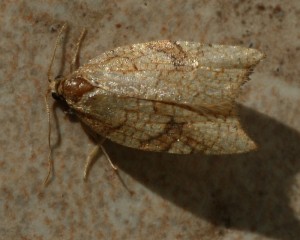 2147 Acleris rhombana 2013.10.28 (101p).jpg