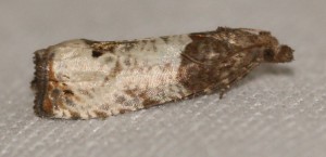 2254 Notocelia roborana... 2013.07.01 (55p).jpg