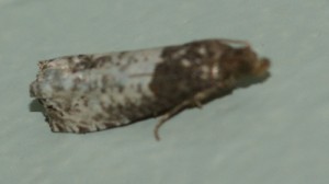 2254 Notocelia roborana... 2013.07.16 (3p).jpg