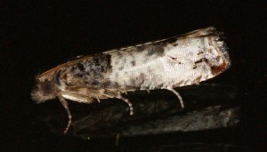 2254 Notocelia roborana 2013.08.23 (p).jpg