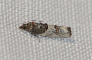 2298 Phaneta pauperana 2013.04.18 (1p).jpg