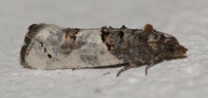 2298 Phaneta pauperana 2013.04.18 (2p).jpg