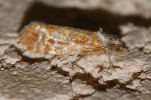 2327 Rhyacionia pinicolana 2013.07.01 (1p).jpg