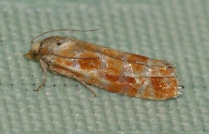 2327 Rhyacionia pinicolana 2013.07.01 (2p).jpg