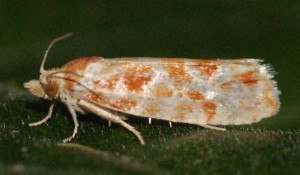 2327 Rhyacionia pinicolana 2013.08.04 (7p).jpg