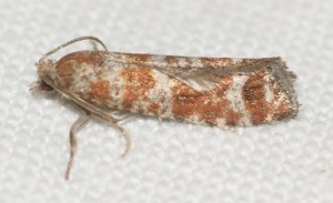 2329 Rhyacionia pinivorana 2013.06.17 (1p).jpg