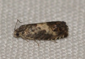 2372 Pammene fasciana 2013.07.15 (1p).jpg