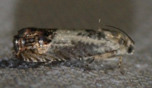 2372 Pammene fasciana 2013.08.04 (2p).jpg