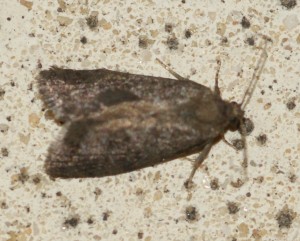 Neosphaleroptera nubilana... Cydia funebrana... 2013.07.01 (1p).jpg