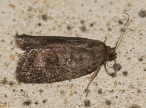 Neosphaleroptera nubilana... Cydia funebra...  2013.07.01 (2p).jpg