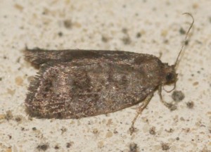 Neosphaleroptera nubilana... Cydia funebrana... 2013.07.01 (5p).jpg