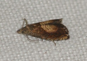 2446 Dichrorampha heegerana... 2013.08.23 (2p).jpg