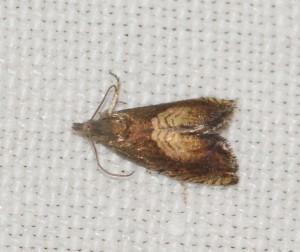 2446 Dichrorampha heegerana... 2013.08.23 (7p).jpg
