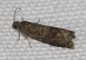 Dichrorampha sp 2013.06.06 (1p).jpg