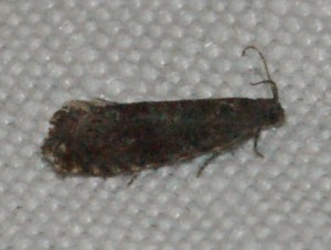 Dichrorampha sp 2013.06.06 (2p).jpg