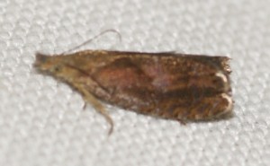 Dichrorampha sp 2013.07.01 (1p).jpg