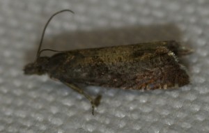 Dichrorampha sp 2013.10.02 (p).jpg