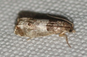 Notocelia rosaecolana... 2013.07.01 (1p).jpg