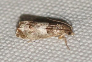 Notocelia rosaecolana... 2013.07.01 (2p).jpg