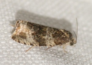 2519 Phiaris umbrosana... 2013.07.15 photo éclaircie.jpg