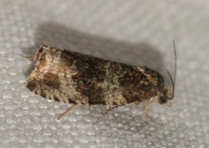 2519 Phiaris umbrosana... 2013.07.15 (p).jpg
