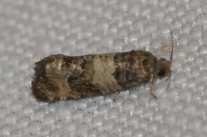 2490 Piniphila bifasciana 2013.07.01 (1p).jpg