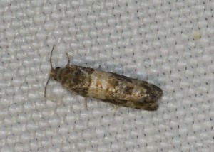 2490 Piniphila bifasciana 2013.07.01 (2p).jpg