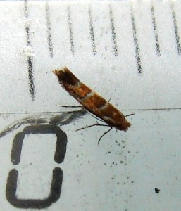 Cameraria ohridella (2).JPG