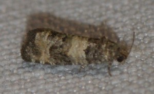 2490 Piniphila bifasciana 2013.07.01 (3p).jpg