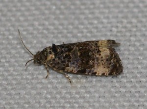 2547 Endothenia sp Marginana ou gentianaeana... 2013.07.01 (3p).jpg