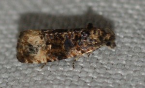 2547 Endothenia sp Marginana ou gentianaeana... 2013.07.01 (9p).jpg
